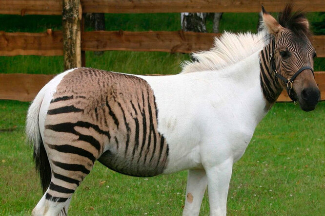 Зеброид — гибрид зебры и лошади