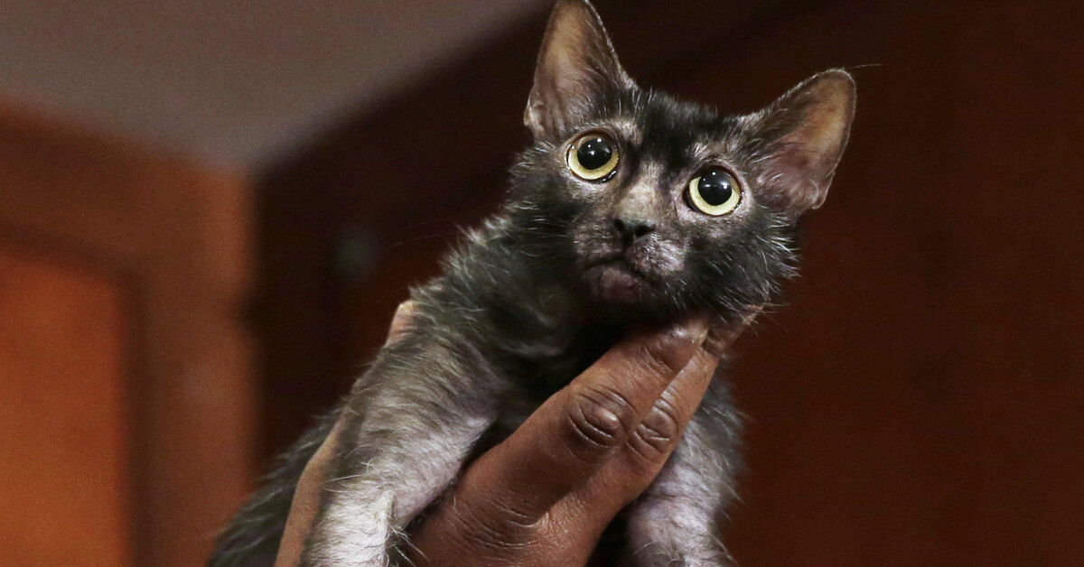 Кошка-оборотень: 6 фактов о породе ликой