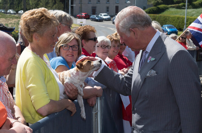 Характеристики и особенности породы