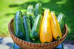 7 хитростей для большого урожая кабачков: на заметку начинающим огородникам