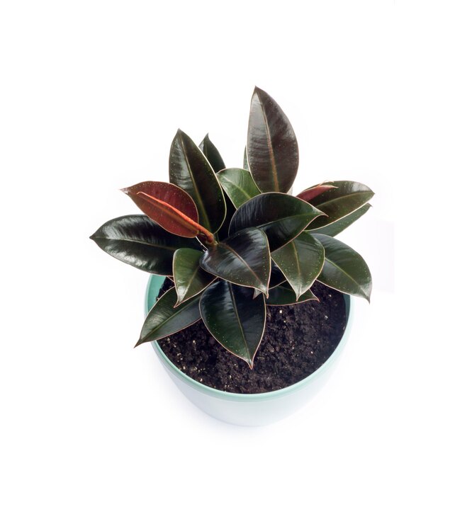 Ficus Melanie