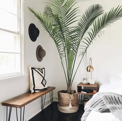 финиковая пальма в комнате фото