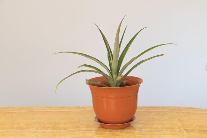 Vnitřní péče o ananas