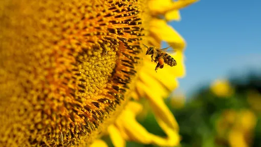 Что влияет на популяцию медоносных пчёл