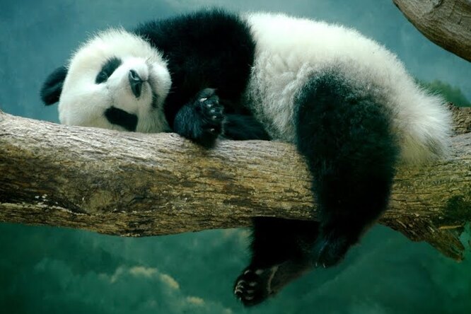Раньше они стеснялись: панды в зоопарке Гонконга впервые за 10 лет занялись любовью (фото)