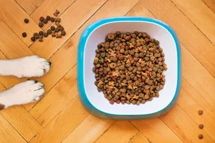 Что будет, если накормить собаку кормом для кошки? Уже делали так?