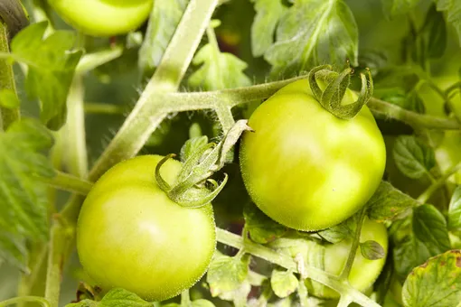 Зелёные помидоры содержат большое количество сахаров.