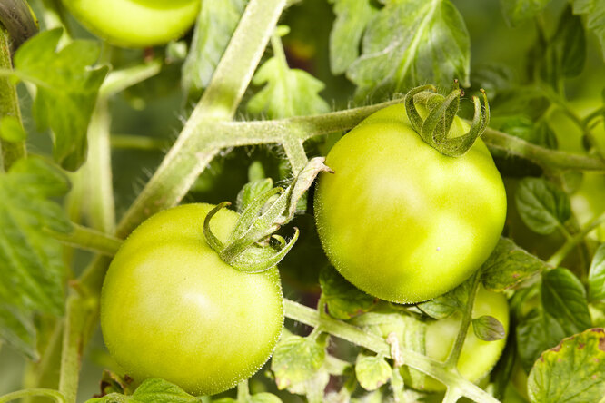 Зелёные помидоры: сорта томатов с описанием и характеристиками
