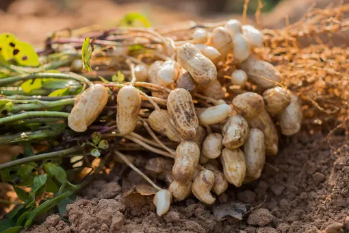Советы и нюансы выращивания арахиса в Подмосковье