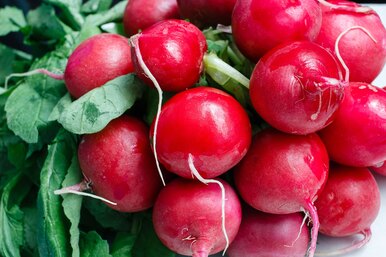 Почему редиска горькая: 6 простых советов, как вырастить корнеплод без горечи