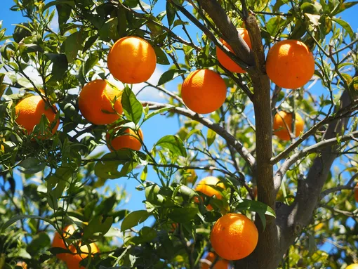 апельсины, апельсиновое дерево, апельсины на дереве, роща апельсины