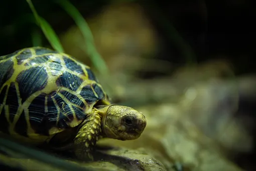звёздчатая черепаха — редкий вид черепах