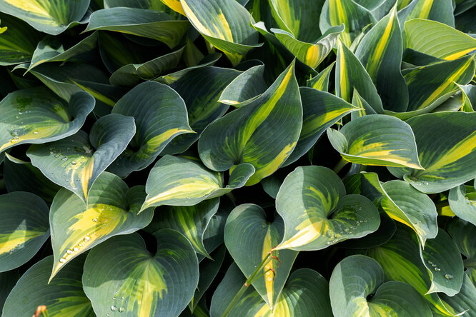 Hosta