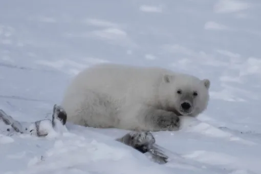 Московский зоопарк спасает медвежонка Девочку, который остался без мамы