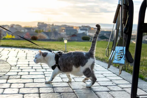 Можно ли выводить кошку гулять на шлейке и как это делать правильно?