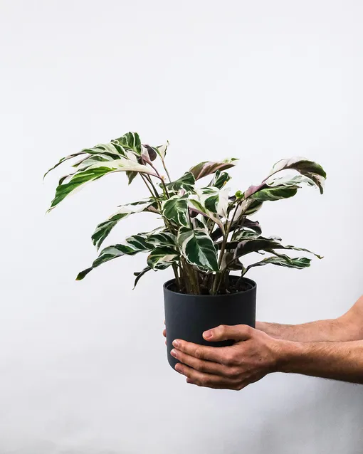 6 комнатных растений, за которыми сложно ухаживать: лучше не покупайте их домой