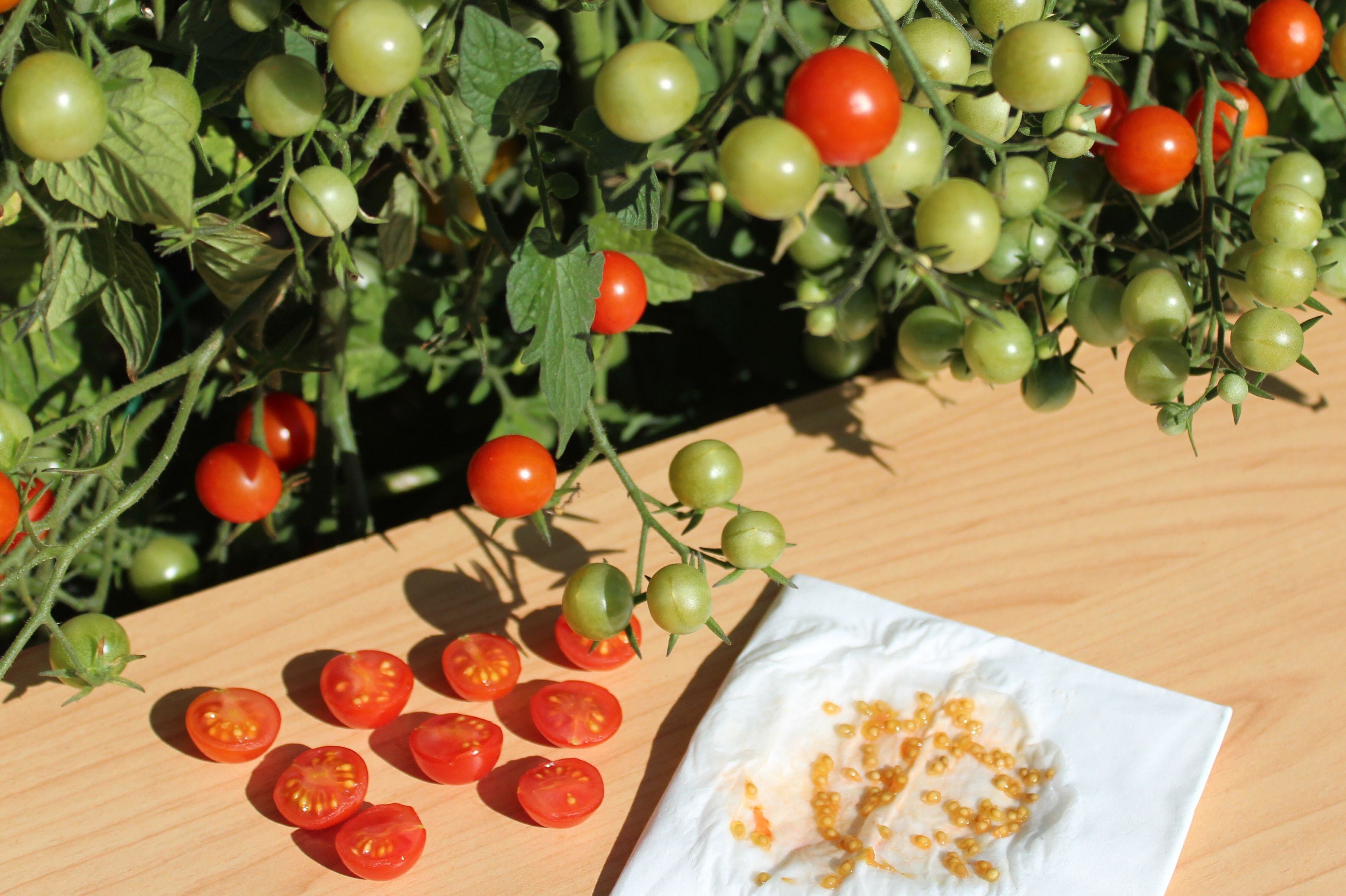 Как правильно собрать семена томатов в домашних условиях и сохранить их довесны