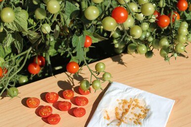 Как собрать семена томатов на рассаду в домашних условиях: пошаговая инструкция