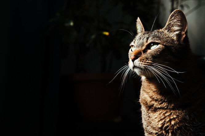 Почему кошки видят ночью лучше, чем люди: секрет кошачьего зрения