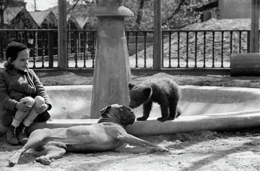 Московский зоопарк, 1944 год