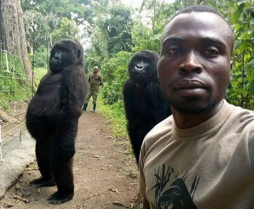 Снимок Матье и подопечных из центра спасения горилл облетел весь мир