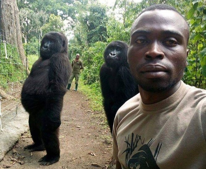 Снимок Матье и подопечных из центра спасения горилл облетел весь мир