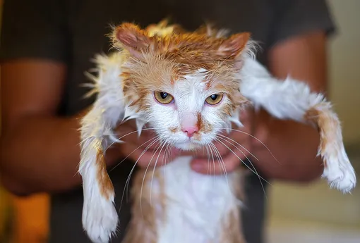 Как приучить кошку к купанию