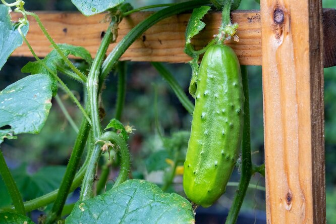 Переход на другой уровень: 3 простых шпалеры для огурцов