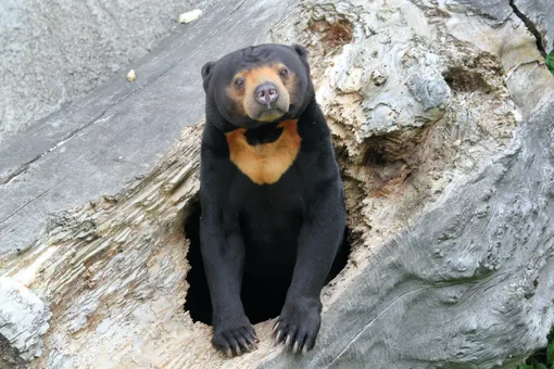 Ряженые? Китайский зоопарк заподозрили в подмене медведей людьми в костюмах