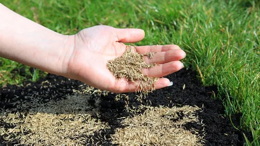 Используйте смеси семян газонной травы