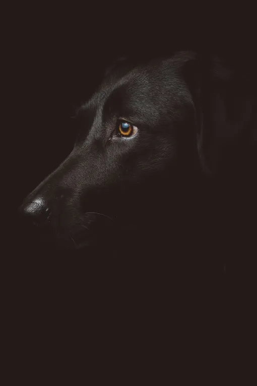 Что делать, если собака боится темноты