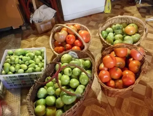 Урожай томатов, выращенных по методике без полива