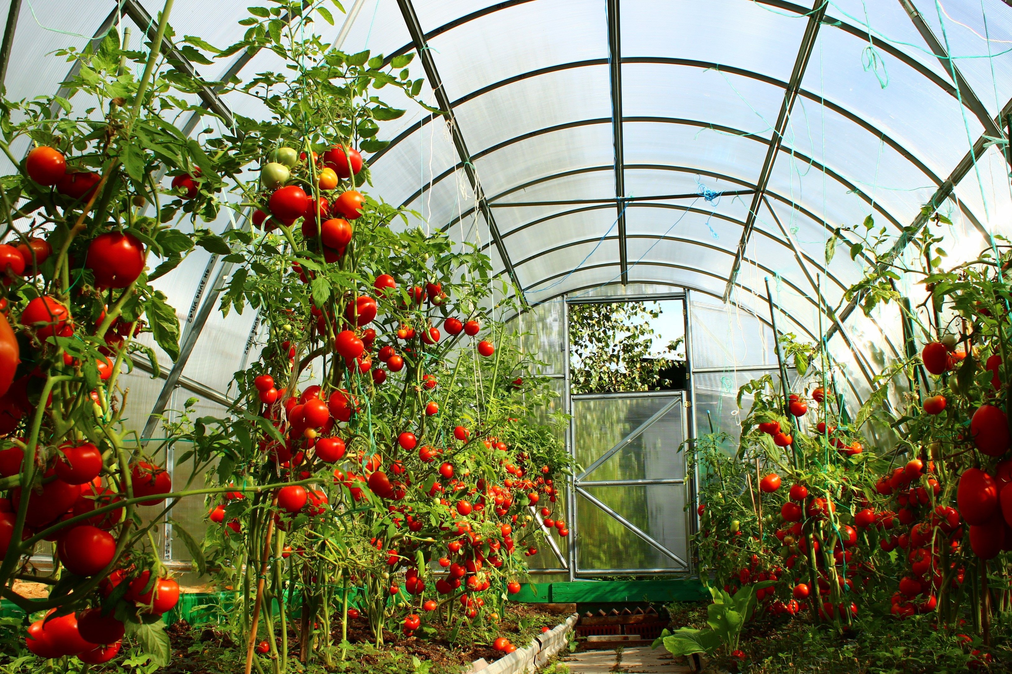 Купить рассаду томатов для теплицы. Томаты в теплице. Теплица с помидорами. Томаты в теплице из поликарбоната. Урожай из теплицы.