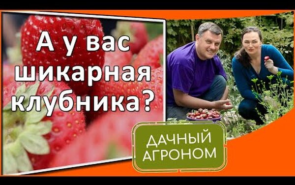 5 народных рецептов от самых опасных болезней клубники проверенные временем