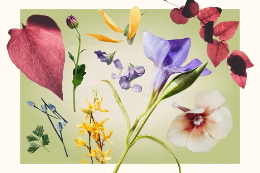 Перилла кустарниковая: как вырастить, как цветет, как правильно ухаживать