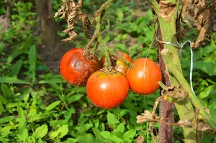 3 способа ускорить созревание помидоров при первых признаках фитофтороза