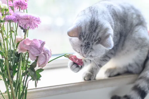Какие запахи отпугивают кошек и как этим знанием пользоваться