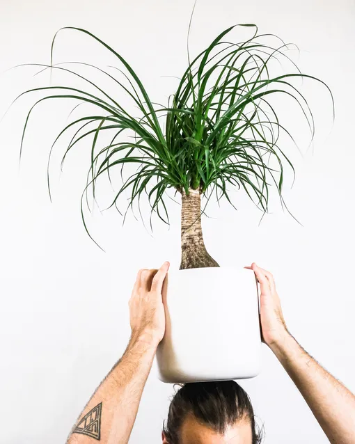Пальмы являются популярными комнатными растениями