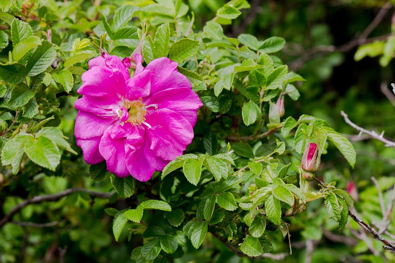 Summertime blossom