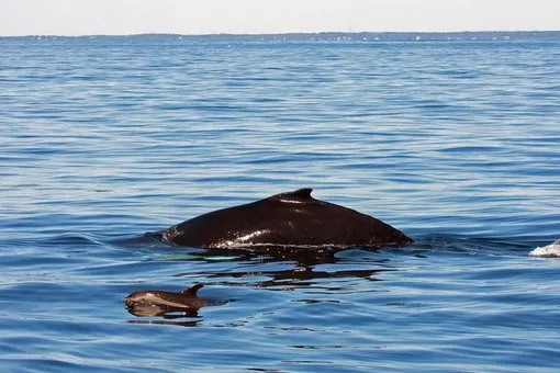 Размер не имеет значения: мама-дельфин усыновила кита