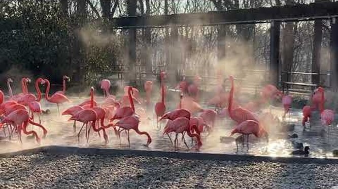 7 удивительных фактов о фламинго, которые вы не знали — откройте для себя удивительный мир этих розовых птиц! 7 удивительных фактов о фламинго, которые вы не знали: откройте для себя удивительный мир этих розовых птиц!