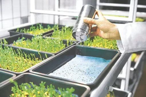 Описание способа проращивание микрозелени при помощи технологичных устройств