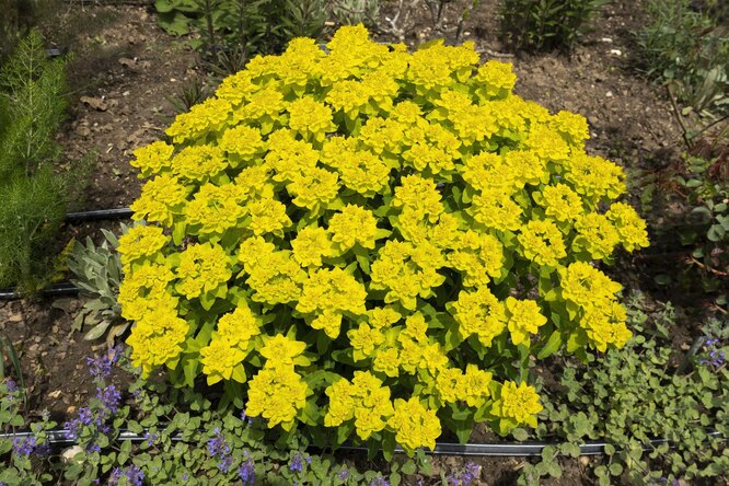 Euphorbia multiflora