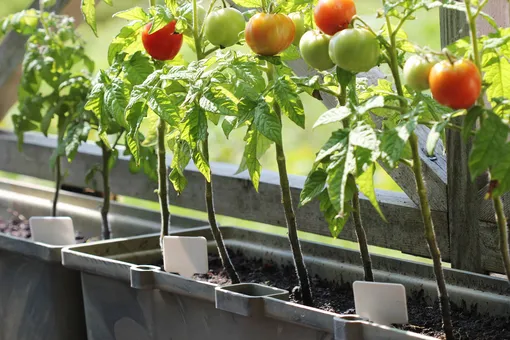 Выращивание помидоров на балконе фото