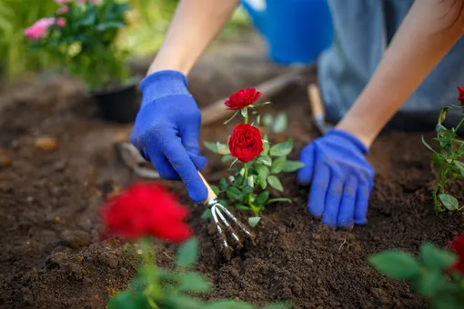 Правила выращивания и ухода за английскими розами