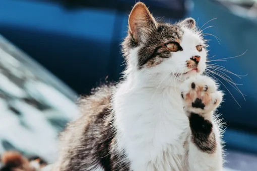 Учёные: кошка узнаёт голос хозяина, но ей просто плевать