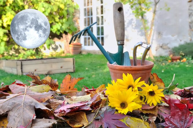 Лунный посевной календарь садовода и огородника на неделю с 2 по 8 октября  2023 года