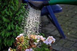 Можно ли поливать растения водой из-под крана?