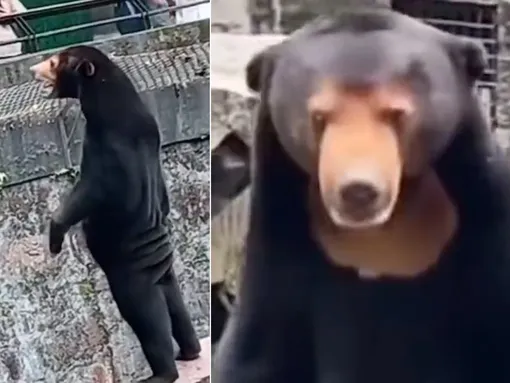 человек в костюме медведя в китайском зоопарке