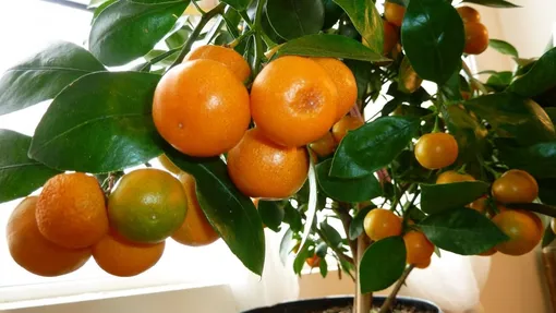 Уход за мандариновым деревом в домашних условиях